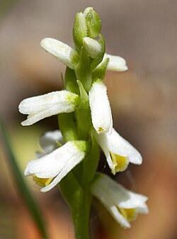 Spiranthes lucida
