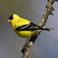 slika 2. Carduelis tristis