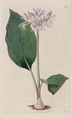 Griffinia parviflora