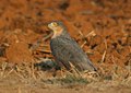 slika 13. Accipiter rufiventris
