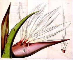 Strelitzia alba, cvijet