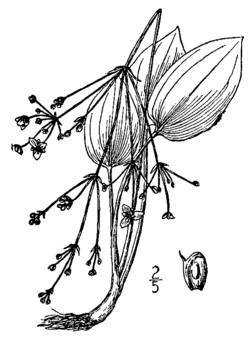 Alisma triviale, ilustracija