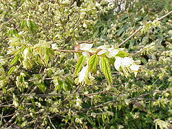 Corylopsis pauciflora