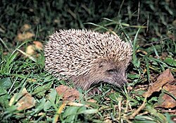 amurski ili mandžurijski jež