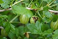 Ogrozd (piska) (ribes uva-crispa) - plod sa začetkom pepelnice (sphaerotheca mors uvae)