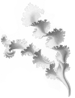 Rissoella verruculosa