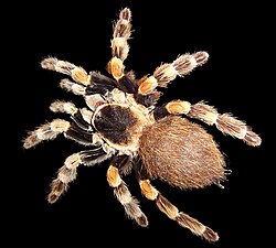 Brachypelma smithi, vrsta tarantule