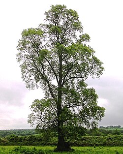 Ulmus minor subsp minor