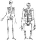 kosturi čovjeka i gorile