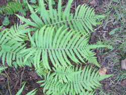 Thelypteris augescens