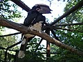slika 2a. Trumpeter hornbill feeding mate 31l07.JPG