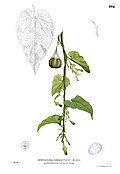 Aristolochia acuminata