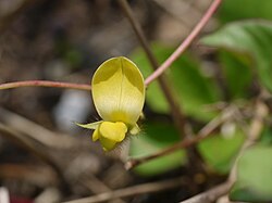 Cajanus scarabaeoides