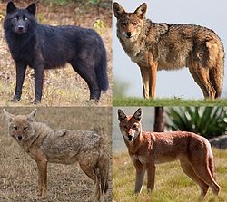 gore slijeva vuk i kojot; dolje slijeva zlatni čagalj i etiopski vuk