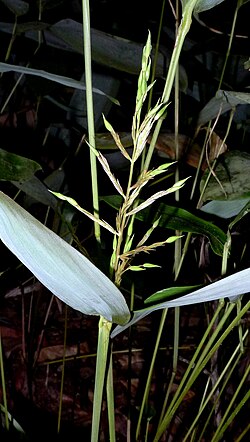 Sucrea monophylla, podtribus Olyrinae
