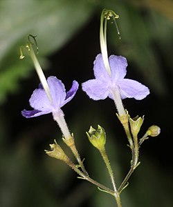T. divaricata, cvijet