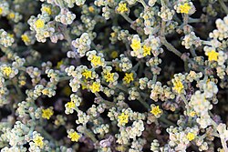 Aizoanthemum galenioides