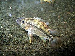 Apistogramma cruzi