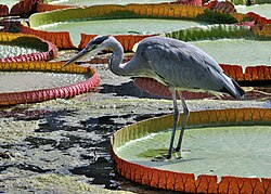 Victoria amazonica i siva čaplja (Ardea cinerea)