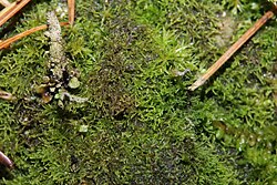 Cephaloziella divaricata