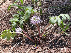 Hydrophyllum capitatum