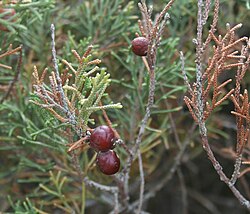 Juniperus phoenicea bobice