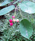 Amelanchier lamarckii