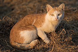 Domaća mačka Datoteka:Felis silvestris catus.ogg