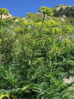 Prugavka ili Štitasti ožiljak