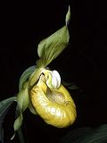 Cypripedium calceolus var. viridiflora