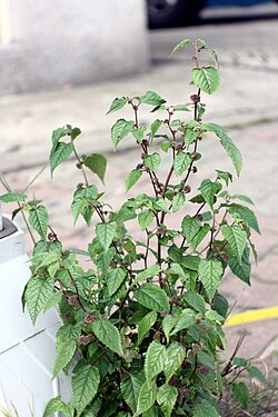 Fatoua villosa, Bupyeong, Koreja