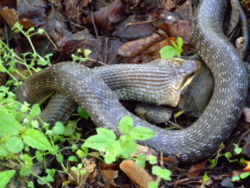 Bjelica ili Eskulapova zmija (Elaphe longissima) jede miša