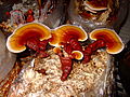 Ganoderma lucidum