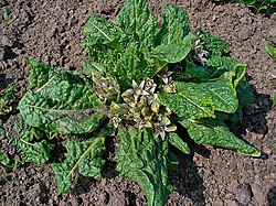 Mandragora officinarum,