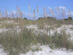 Uniola punctata