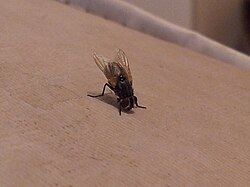 Kućna muha, najpoznatiji dvokrilac iz podreda kratkoticalaca