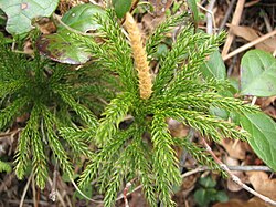 Lycopodium hickeyi
