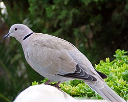 Datoteka:Кольчатая Горлица.ogg