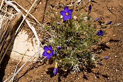 Giliastrum rigidulum