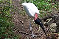 slika 1a. Jabiru mycteria