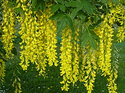 Laburnum x watereri