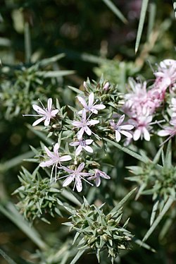 Acanthophyllum pungens