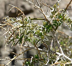 G. spinescens var aridum