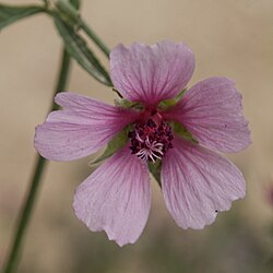 A. cannabina, konopljasti bijeli sljez