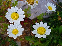 A. chia, ušikasti jarmen