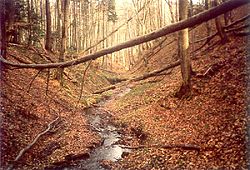 Potok u Beskid Niski (planine u Poljskoj).