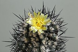 Copiapoa algarrobensis