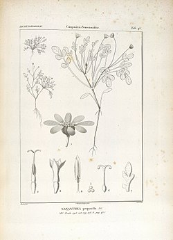 Nananthea perpusilla