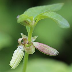 Theligonum japonicum