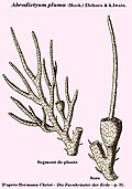 Abrodictyum pluma